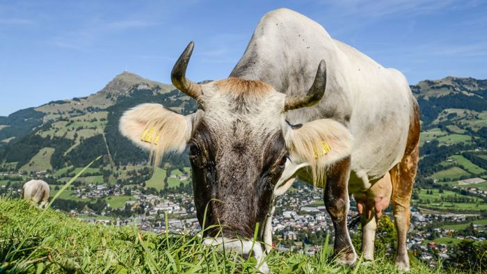 Kitzbühel im Sommer