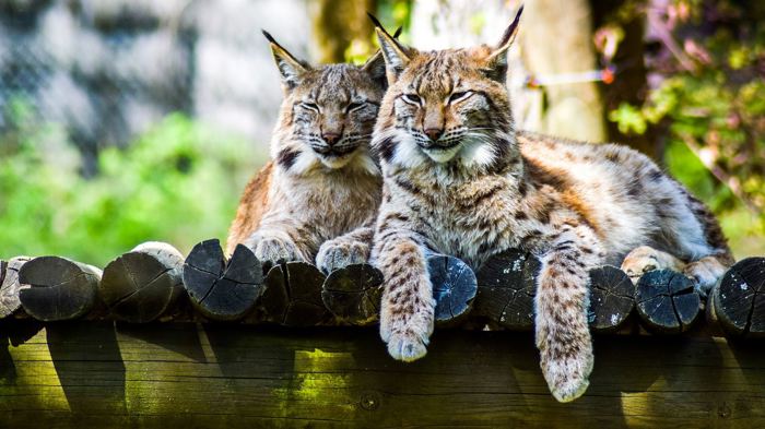 Tierparks in Tirol